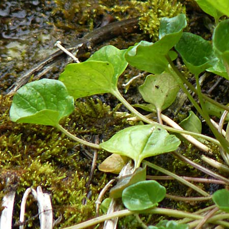 Cochlearia pyrenaica \ Pyren�en-L�ffelkraut / Roundfruit Scurvy-Grass, D Almequellen bei/near Brilon 15.6.2019