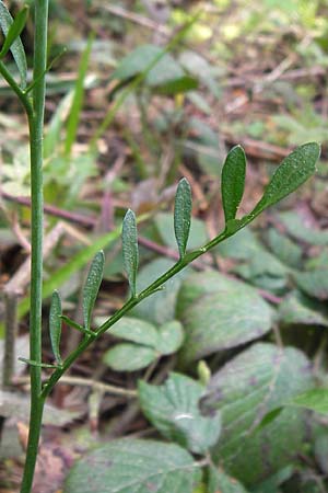 Cardamine pratensis agg. \ Wiesen-Schaumkraut / Cuckooflower, D Schwarzwald/Black-Forest, Kaltenbronn 8.6.2013