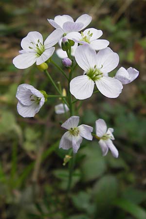 Cardamine pratensis agg. \ Wiesen-Schaumkraut / Cuckooflower, D Schwarzwald/Black-Forest, Kaltenbronn 8.6.2013