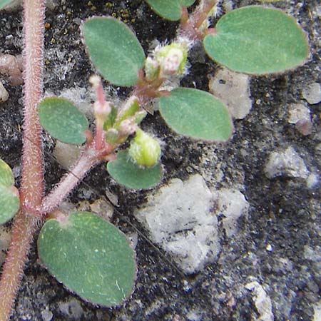 Chamaesyce prostrata \ Hingestreckte Wolfsmilch / Trailing Red Spurge, Prostrate Spurge, D Mannheim 4.9.2013