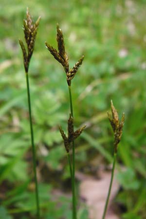 Carex praecox \ Fr�he Segge / Vernal Sedge, D Gernsheim 17.4.2015
