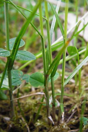 Carex praecox \ Fr�he Segge / Vernal Sedge, D Gernsheim 17.4.2015