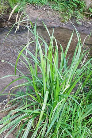 Carex pendula s.str. \ Westliche H�nge-Segge / Western Pendulous Sedge, Western Hanging Sedge, D Schriesheim 7.5.2015
