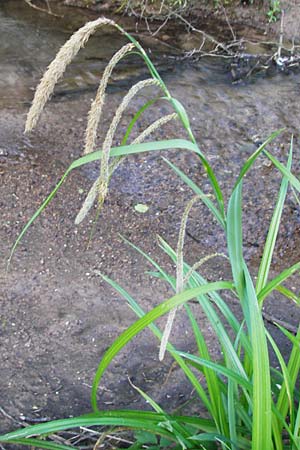 Carex pendula s.str. \ Westliche H�nge-Segge / Western Pendulous Sedge, Western Hanging Sedge, D Schriesheim 7.5.2015