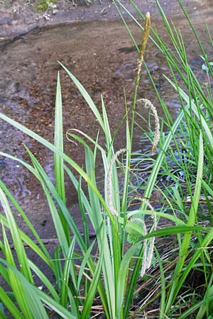 Carex pendula s.str. \ Westliche H�nge-Segge / Western Pendulous Sedge, Western Hanging Sedge, D Schriesheim 7.5.2015