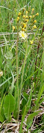 Crepis praemorsa \ Abbiss-Pippau, Trauben-Pippau / Leafless Hawk's-Beard, D Grettstadt 1.6.2015