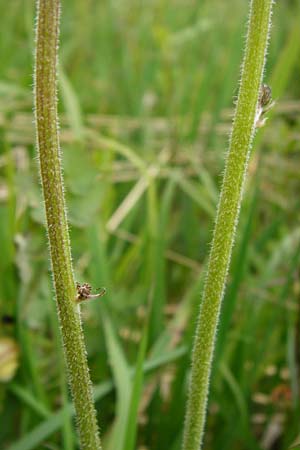 Crepis praemorsa \ Abbiss-Pippau, Trauben-Pippau / Leafless Hawk's-Beard, D Grettstadt 1.6.2015