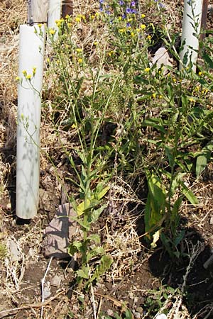 Crepis pulchra \ Glanz-Pippau / Small-Flowered Hawk's-Beard, D Bad M&uuml;nster am Stein - Niederhausen 6.6.2015