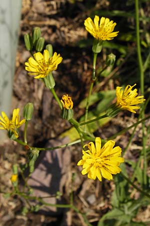 Crepis pulchra \ Glanz-Pippau / Small-Flowered Hawk's-Beard, D Bad M&uuml;nster am Stein - Niederhausen 6.6.2015