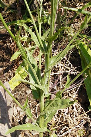 Crepis pulchra \ Glanz-Pippau / Small-Flowered Hawk's-Beard, D Bad M&uuml;nster am Stein - Niederhausen 6.6.2015