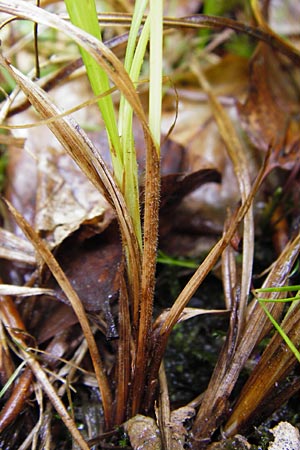 Carex pallescens \ Bleiche Segge / Pale Sedge, D Odenwald, Unterflockenbach 27.6.2015