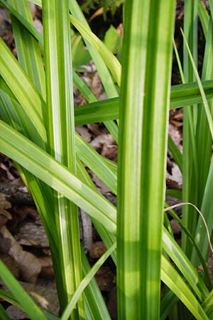 Carex pendula s.str. \ Westliche H�nge-Segge / Western Pendulous Sedge, Western Hanging Sedge, D Weinheim an der Bergstra&szlig;e 20.7.2015