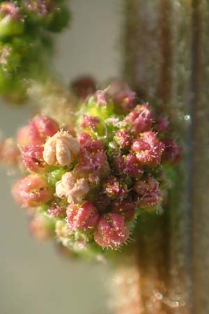 Dysphania pumilio \ Australischer Dr�seng�nsefu� / Clammy Goosefoot, D Mannheim 9.9.2015