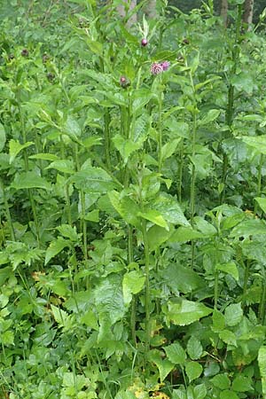 Carduus personata \ Kletten-Distel / Great Marsh Thistle, D G&uuml;nzburg 9.6.2016