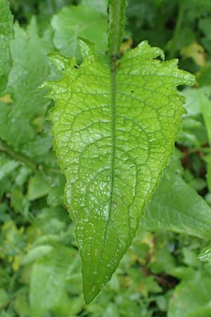 Carduus personata \ Kletten-Distel / Great Marsh Thistle, D G&uuml;nzburg 9.6.2016