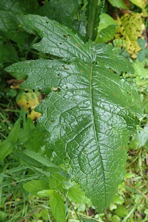 Carduus personata \ Kletten-Distel / Great Marsh Thistle, D G&uuml;nzburg 9.6.2016
