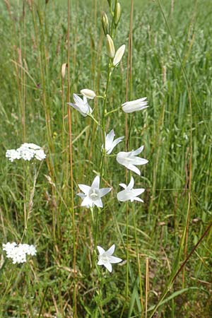 Campanula rapunculus \ Rapunzel-Glockenblume / Rampion Bellflower, D Gro&szlig;heubach am Main 20.6.2016
