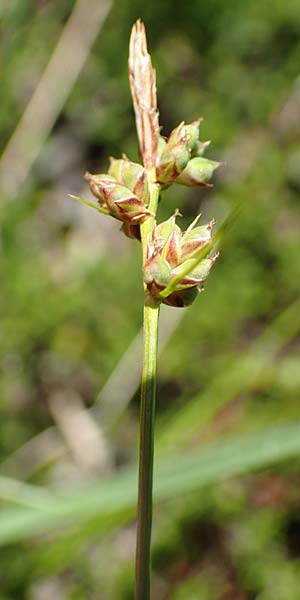 Carex pilulifera \ Pillen-Segge / Pill Sedge, D Pfronten 28.6.2016
