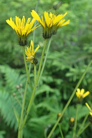 Crepis paludosa \ Sumpf-Pippau / Marsh Hawk's-Beard, D Schwarzwald/Black-Forest, Notschrei 10.7.2016