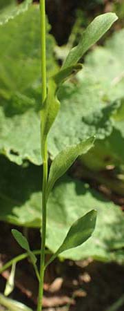 Campanula rotundifolia \ Rundbl�ttrige Glockenblume / Harebell, D M&ouml;mlingen 10.9.2016