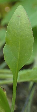 Campanula rotundifolia \ Rundbl�ttrige Glockenblume / Harebell, D M&ouml;mlingen 10.9.2016