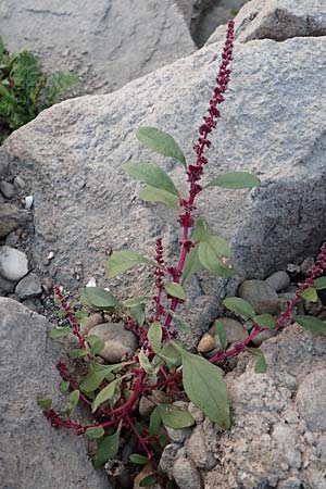 Chenopodium polyspermum \ Vielsamiger G�nsefu� / Many-Seeded Goosefoot, D Mannheim 26.10.2016