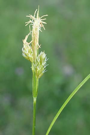Carex pallescens \ Bleiche Segge / Pale Sedge, D R&ouml;dermark 13.5.2017