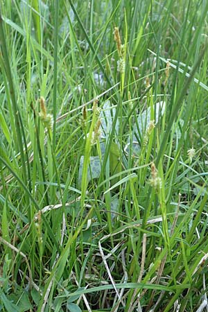 Carex pallescens \ Bleiche Segge / Pale Sedge, D R&ouml;dermark 13.5.2017