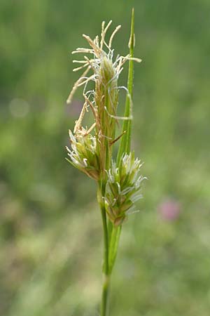 Carex pallescens \ Bleiche Segge / Pale Sedge, D R&ouml;dermark 13.5.2017