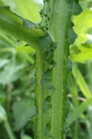 Cirsium palustre \ Sumpf-Kratzdistel / Marsh Thistle, D Erlenbach am Main 20.5.2017