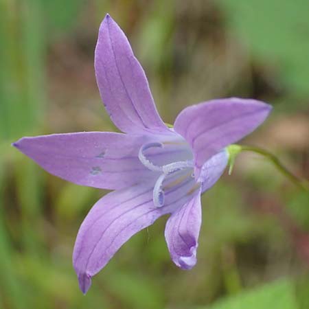 Campanula patula \ Wiesen-Glockenblume / Spreading Bellflower, D Odenwald, Reichelsheim 16.6.2017