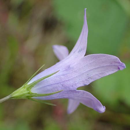 Campanula patula \ Wiesen-Glockenblume / Spreading Bellflower, D Odenwald, Reichelsheim 16.6.2017