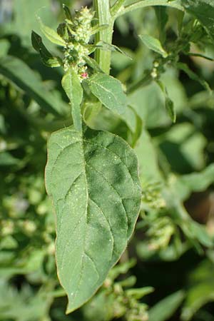 Chenopodium polyspermum \ Vielsamiger G�nsefu� / Many-Seeded Goosefoot, D Mannheim 25.6.2017