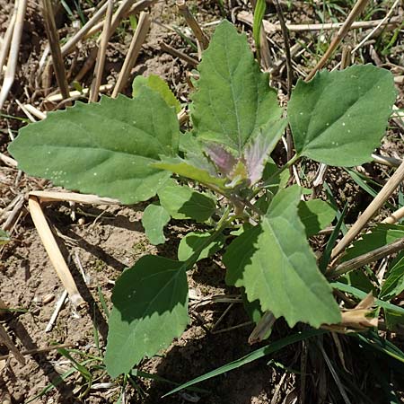 Chenopodium album \ Wei�er G�nsefu�, Wilde Melde / Fat Hen, D Gro&szlig;wallstadt am Main 19.8.2017