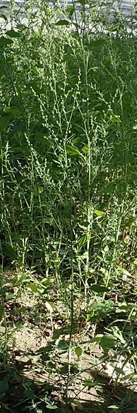 Chenopodium album subsp. pedunculare \ Stielbl�tiger G�nsefu� / Seaport Goosefoot, D Mannheim 17.9.2017