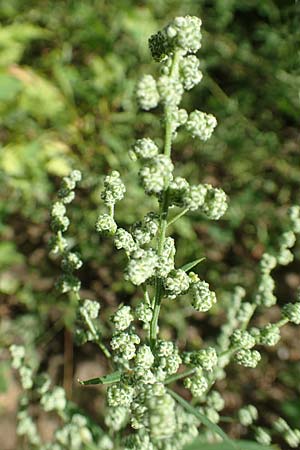 Chenopodium album subsp. pedunculare \ Stielbl�tiger G�nsefu� / Seaport Goosefoot, D Mannheim 17.9.2017