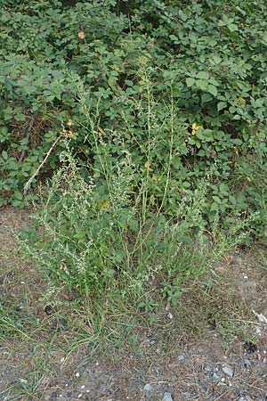 Chenopodium album subsp. pedunculare \ Stielbl�tiger G�nsefu� / Seaport Goosefoot, D Mannheim 23.9.2017