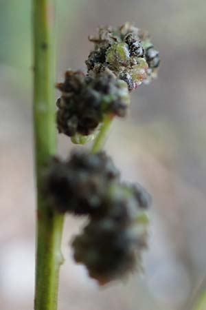 Chenopodium album subsp. pedunculare \ Stielbl�tiger G�nsefu� / Seaport Goosefoot, D Mannheim 23.9.2017