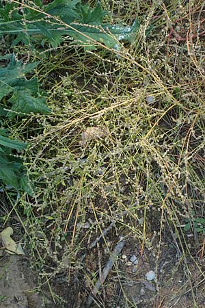 Chenopodium album subsp. pedunculare \ Stielbl�tiger G�nsefu� / Seaport Goosefoot, D Mannheim 23.9.2017