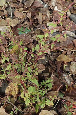 Chenopodium polyspermum \ Vielsamiger G�nsefu� / Many-Seeded Goosefoot, D Wei&szlig;enthurm-Kaltenengers 27.9.2017