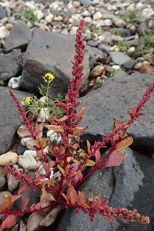 Chenopodium polyspermum \ Vielsamiger G�nsefu� / Many-Seeded Goosefoot, D Krefeld-Uerdingen 28.9.2017