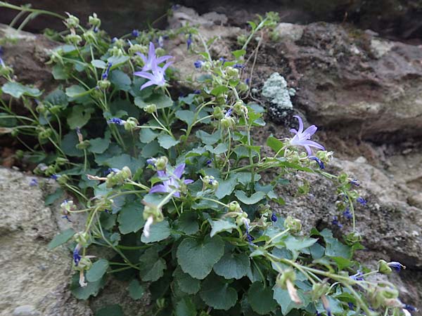 Campanula portenschlagiana \ Dalmatiner Glockenblume, Mauer-Glockenblume / Dalmatian Bellflower, D Heidelberg 10.6.2018