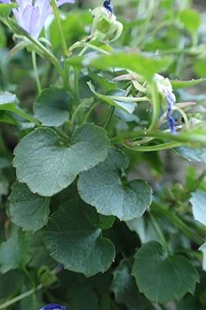 Campanula portenschlagiana \ Dalmatiner Glockenblume, Mauer-Glockenblume / Dalmatian Bellflower, D Heidelberg 10.6.2018