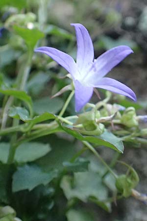 Campanula portenschlagiana \ Dalmatiner Glockenblume, Mauer-Glockenblume / Dalmatian Bellflower, D Heidelberg 10.6.2018