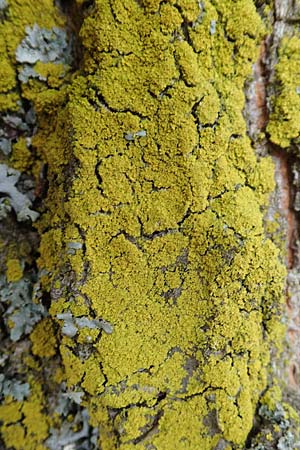 Candelaria pacifica \ Leuchterflechte, D &Uuml;bach-Palenberg 13.6.2018