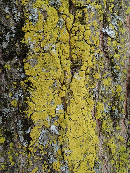 Candelaria pacifica \ Leuchterflechte, D &Uuml;bach-Palenberg 13.6.2018