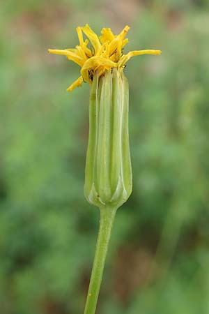 Crepis pulchra \ Glanz-Pippau / Small-Flowered Hawk's-Beard, D Eisenberg 16.6.2018