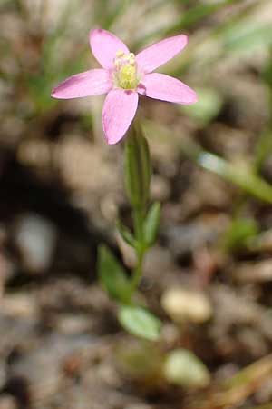 Centaurium pulchellum \ Kleines Tausendg�ldenkraut / Branched Centaury, D Drover Heide 9.7.2018
