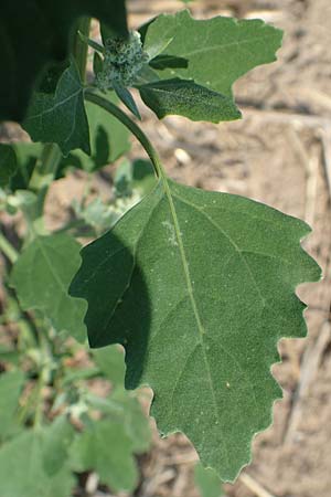 Chenopodium probstii \ Probsts G�nsefu� / Probst's Goosefoot, D Bamberg 5.9.2018