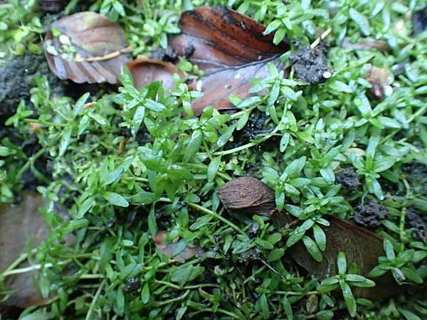 Callitriche platycarpa \ Breitfr�chtiger Wasserstern / Various-Leaved Water Starwort, D Zaberfeld-Leonbronn 4.10.2018